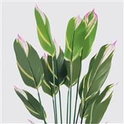 Inart Lucky Διακοσμητικό Φυτό Γλάστρα Πράσινο Φ80x180cm 391-000003