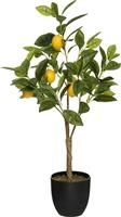 Pakoworld Φυτό σε Γλάστρα Green12 43x43x73cm