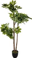 Pakoworld Φυτό σε Γλάστρα Green6 70x65x135cm