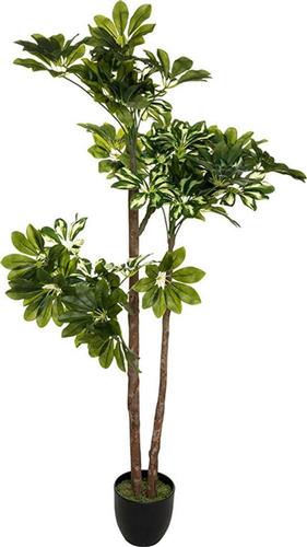 Pakoworld Φυτό σε Γλάστρα Green6 70x65x135cm