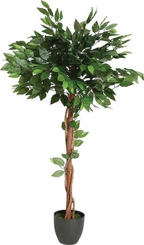 Pakoworld Φυτό σε Γλάστρα Green8 77x77x130cm
