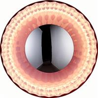Sun Light Φωτιστικό Τοίχου IRIDA-22PN